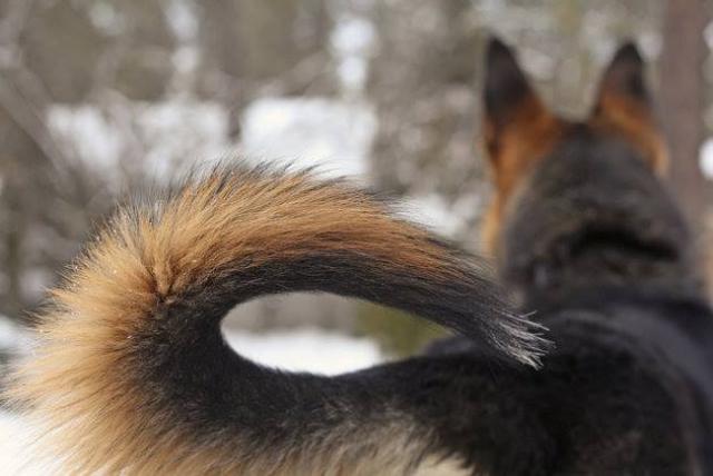 Risultati immagini per cane scodinzola