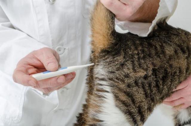 prendere la temperatura al gatto