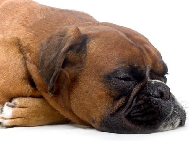 cane cattiva digestione