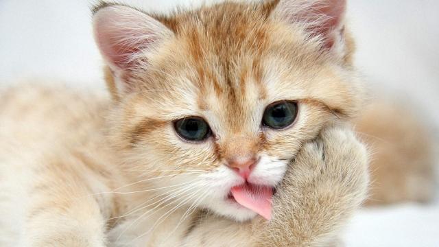 gattino cucciolo