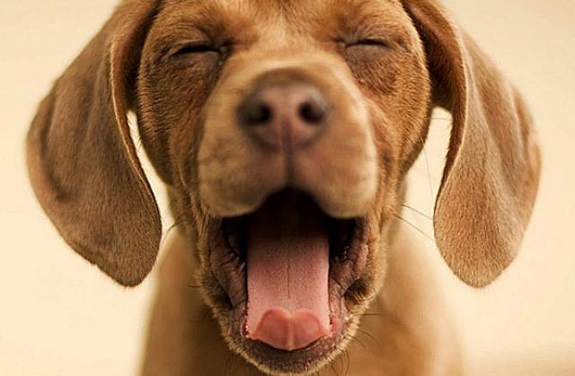 Perchè Il Cane Sbadiglia Mondopetsit