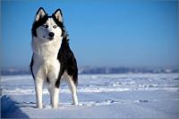 bellissimo siberian husky