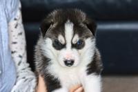 cucciolo di siberian husky