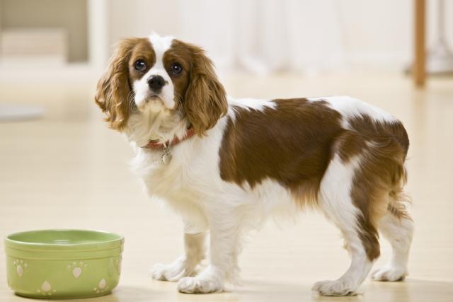 cane non ha appetito