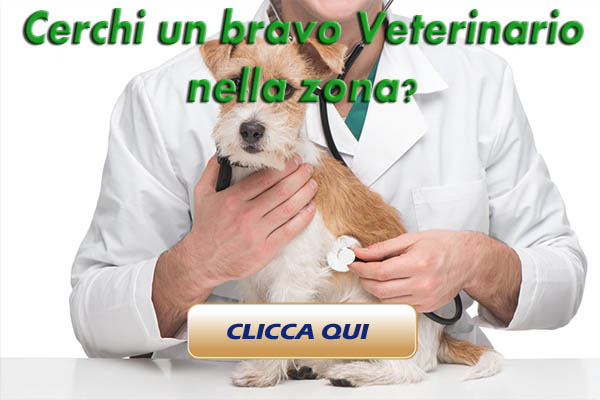 cerca un veterinario